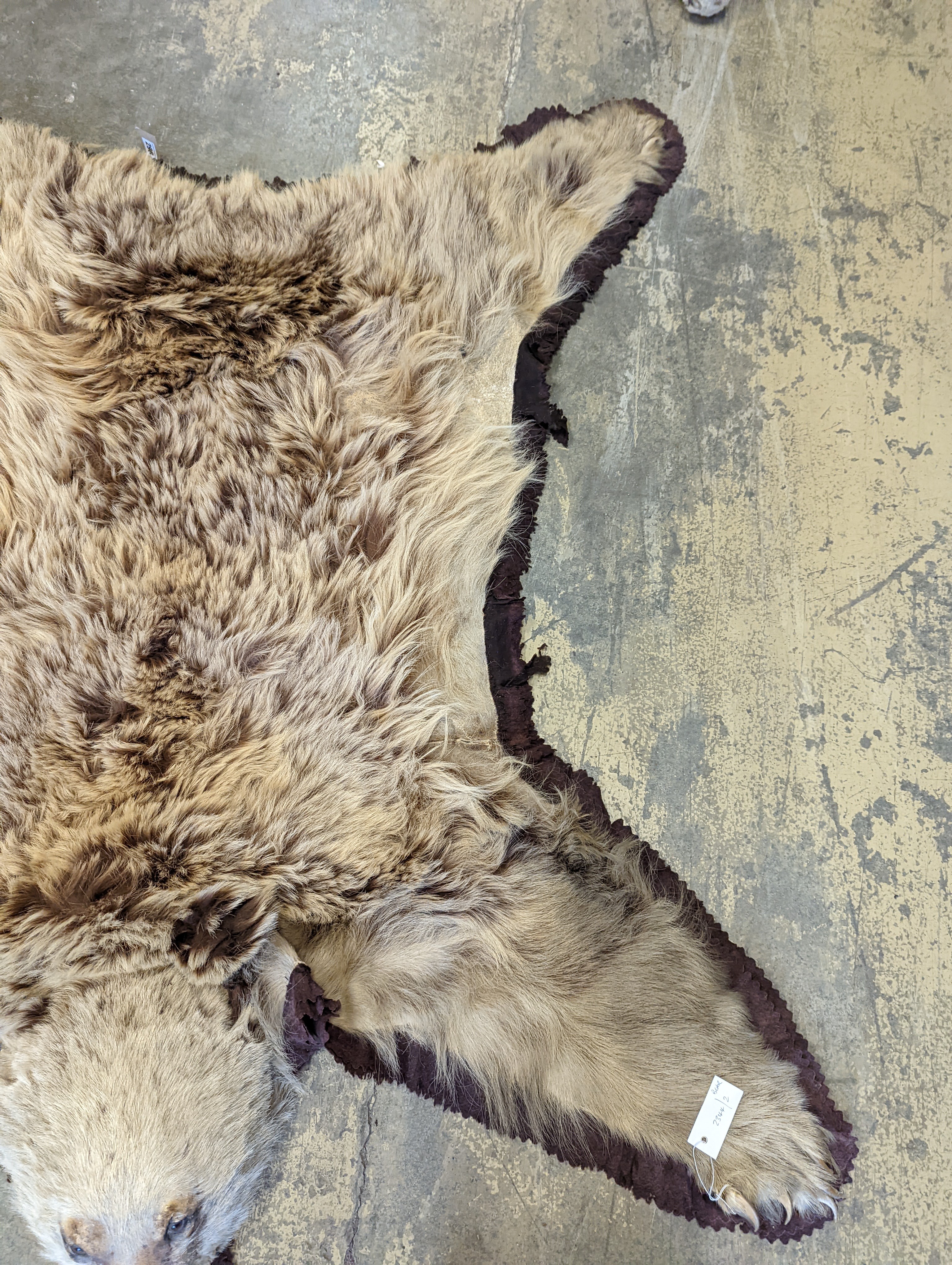 Taxidermy, a Brown Bear skin rug with head and stitched felt border, nose to tail 155cm together with a wolf skin